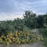 Bäume umgestürzt am 23.06.2025