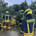 Bäume umgestürzt am 23.06.2025