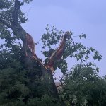 Bäume umgestürzt am 23.06.2025
